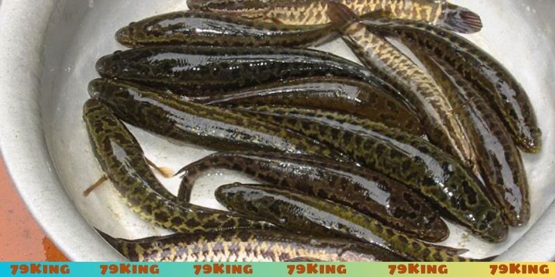 Chơi đề nhiều tài lộc khi thấy cá lóc