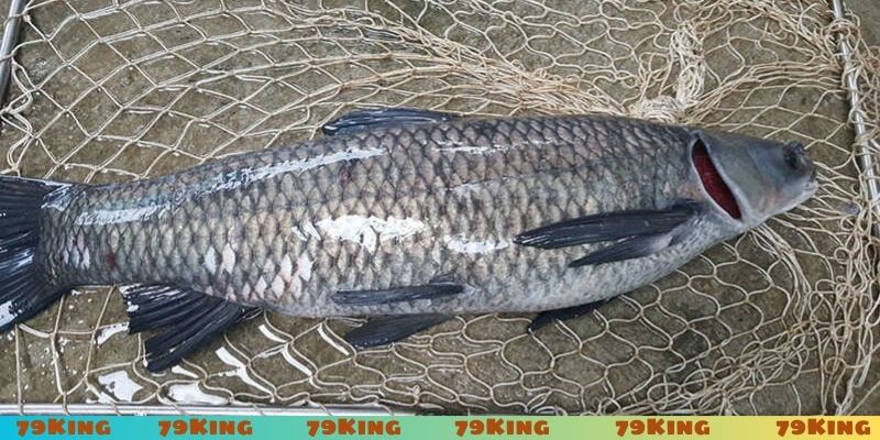 Mơ thấy bắt cá lóc là điềm gì