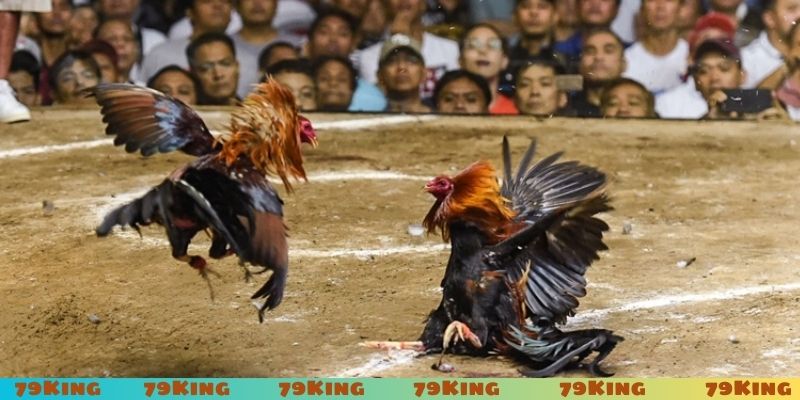Lý do hội viên nên chọn sảnh đá gà 79King?